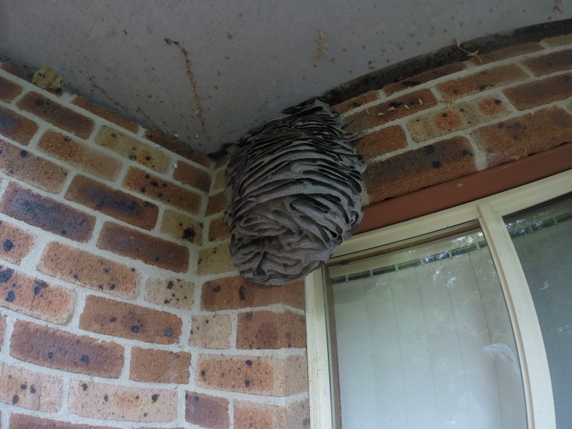 How To Kill A Nest In The Wall Bowoutdoor