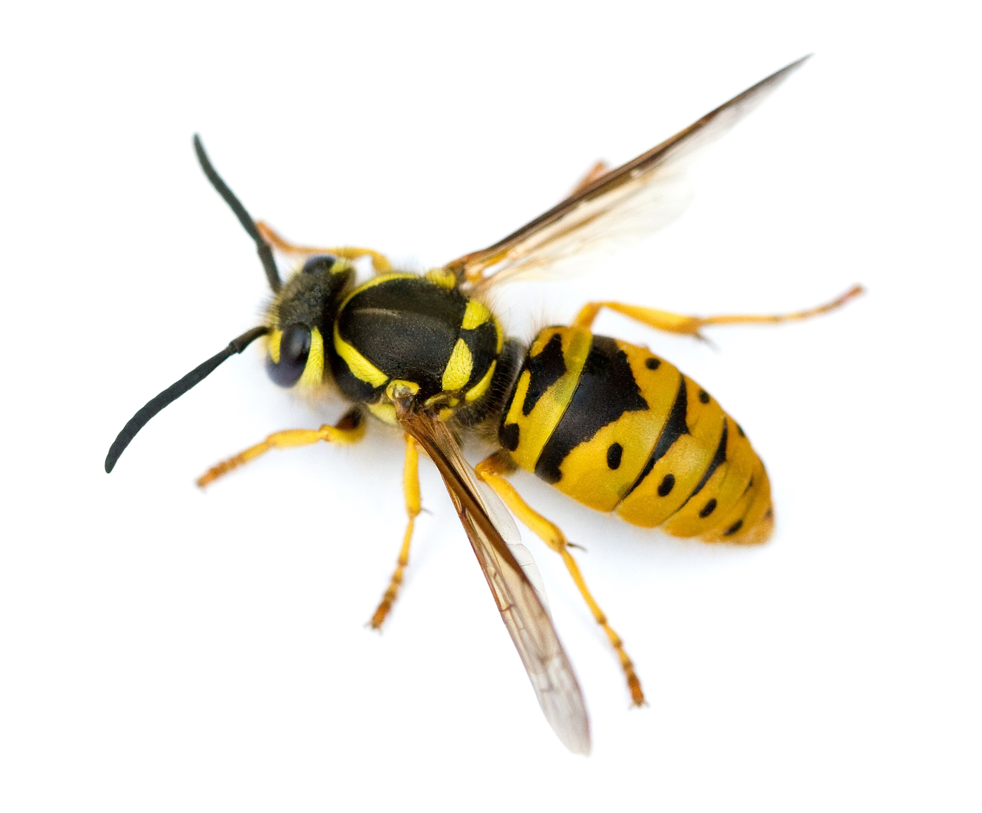 Wasps EWasp Wasps EWasp