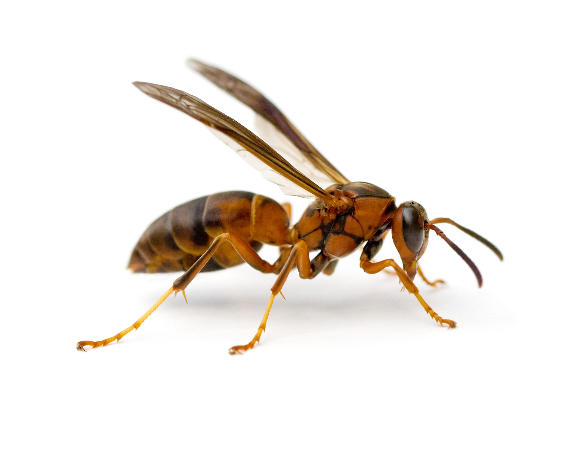 Native Paper Wasp
