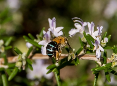 Blue banded Bee
